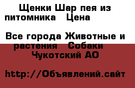 Щенки Шар пея из питомника › Цена ­ 25 000 - Все города Животные и растения » Собаки   . Чукотский АО